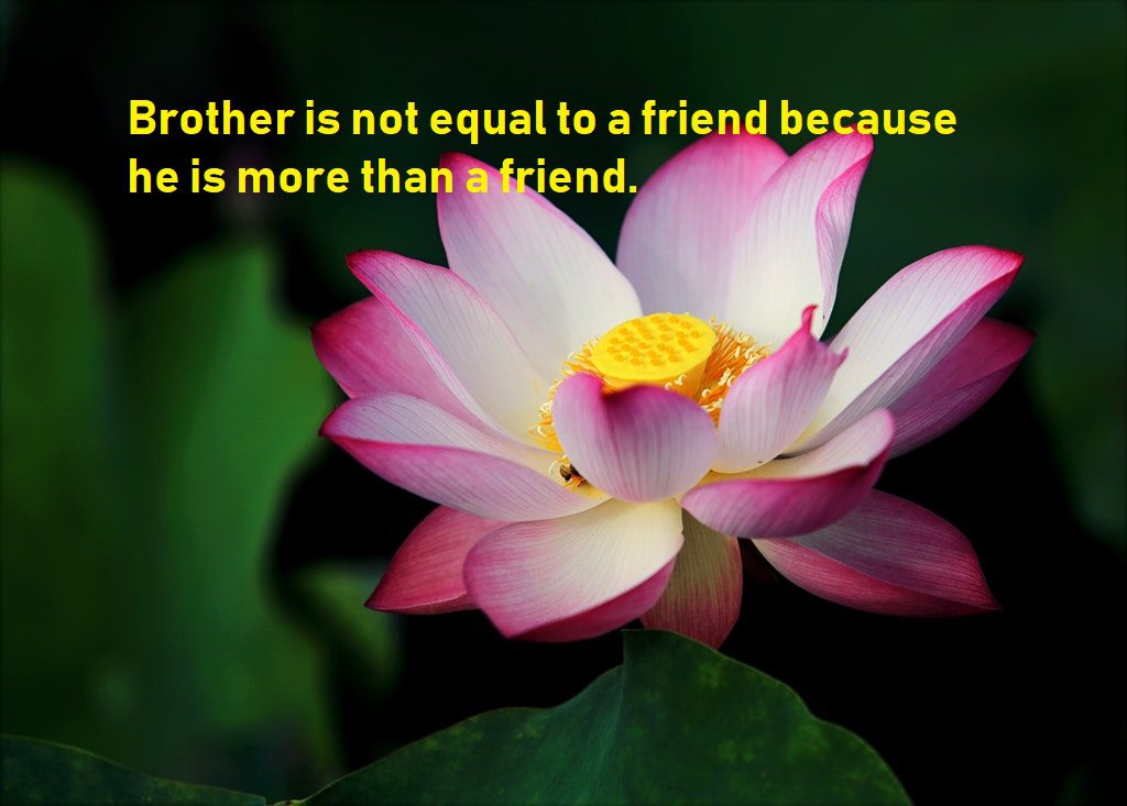 brother quotes for above friend