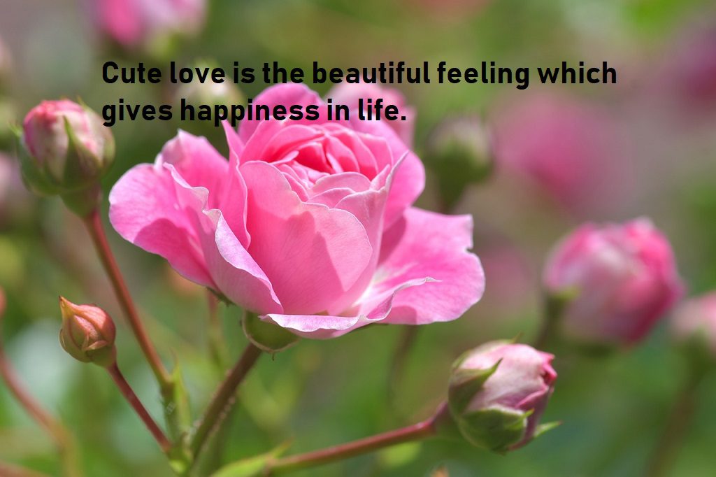 cute love quotes for lovely feelings