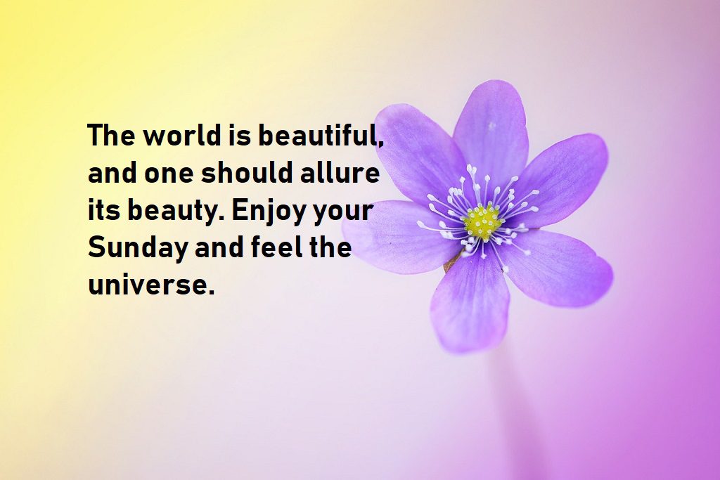 happy-sunday quotes show beauty