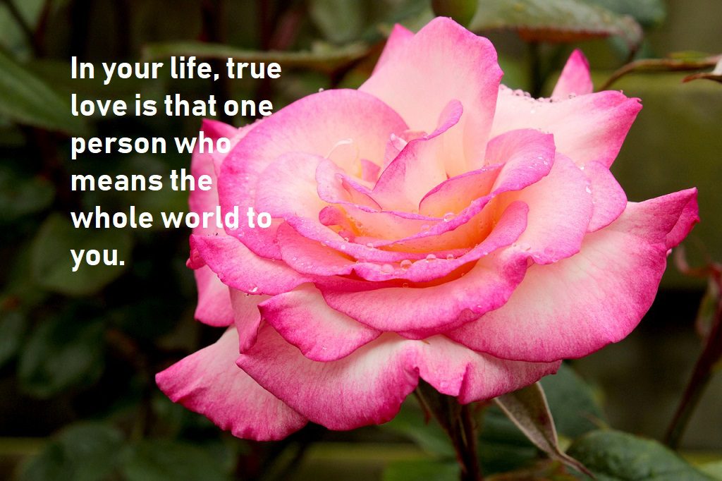 true love quotes for world to you