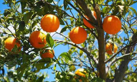 fruit trees