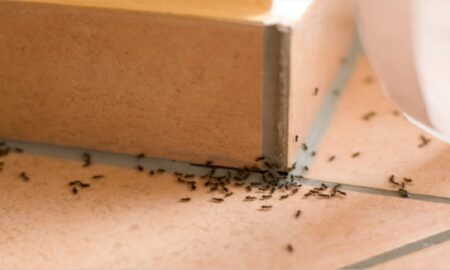 pests found in houses
